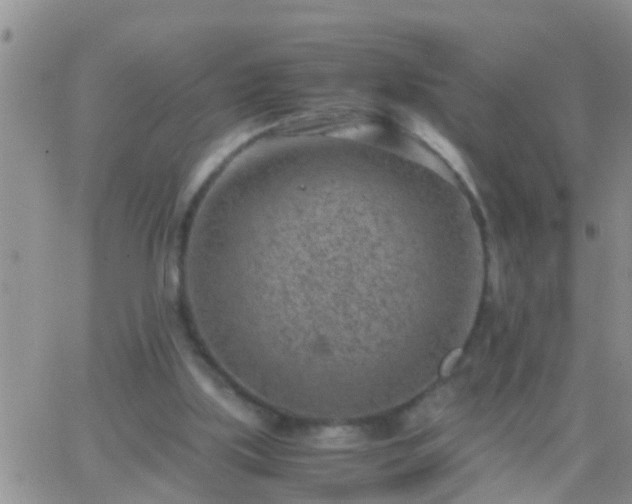 X0000065250059200602242100