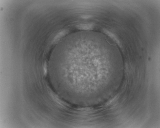 X0000065250069200602242100