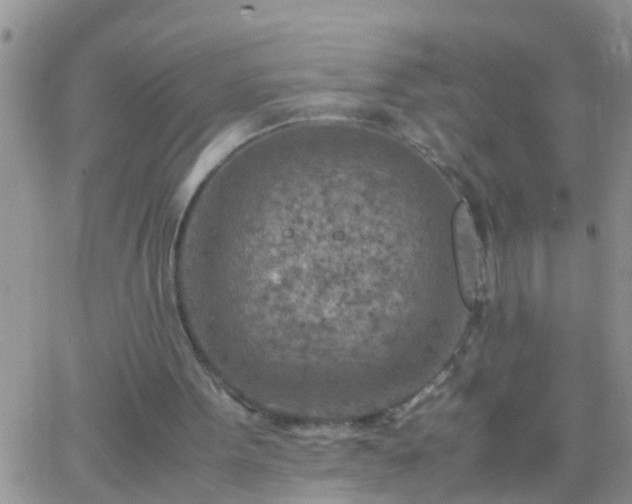 X0000065250099200602242100