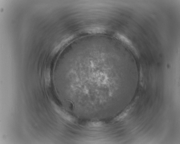 X0000065250202200602242058