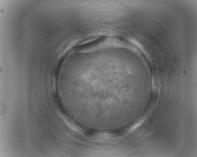 X0000065250205200602242058