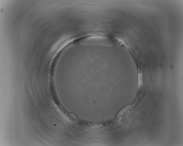 X0000065250243200602242057