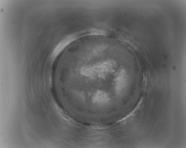 X0000065250247200602242057