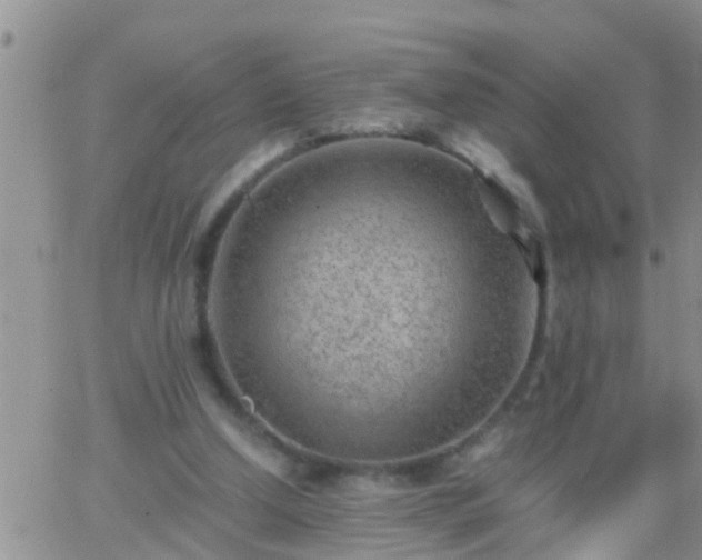 X0000065250250200602242057