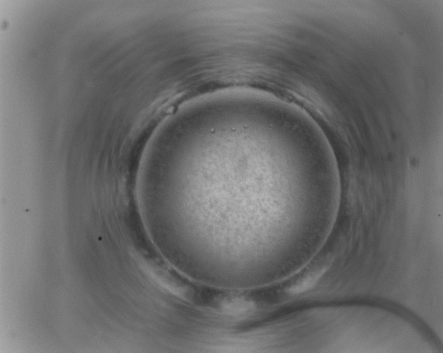 X0000065250258200602242057