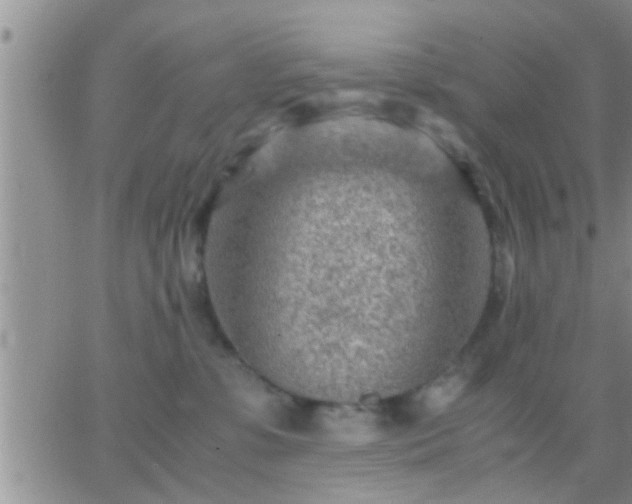 X0000065250331200602242056