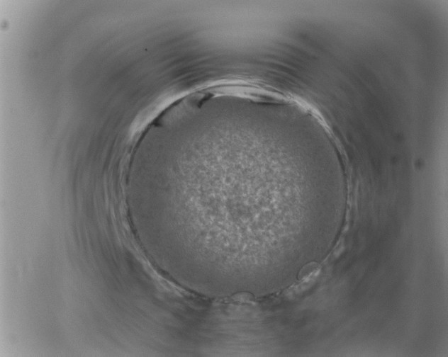 X0000065250337200602242055