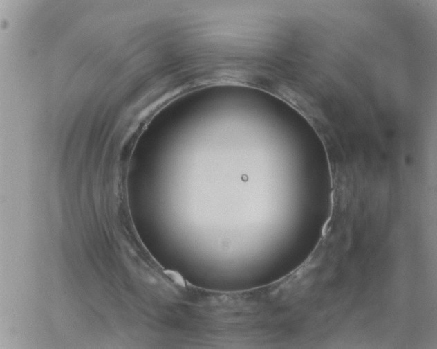 X0000065250338200602242055