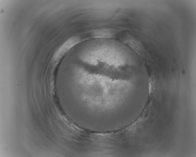 X0000065250339200602242055