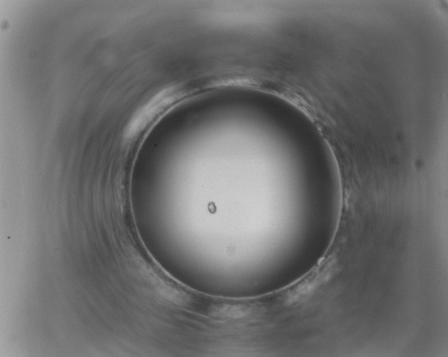 X0000065250341200602242055