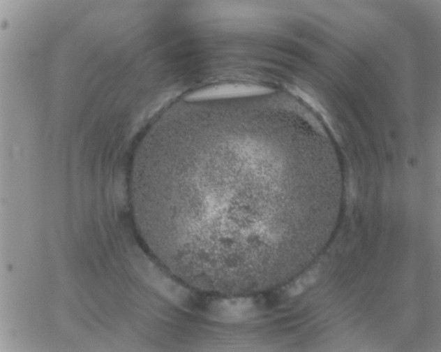 X0000065250353200602242055