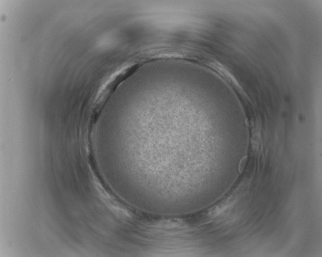 X0000065250386200602242055