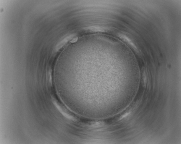 X0000065250398200602242055