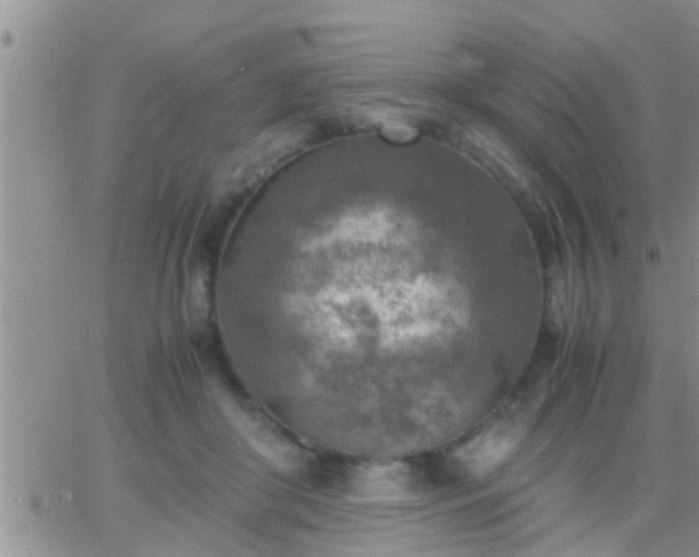 X0000065250410200602242055