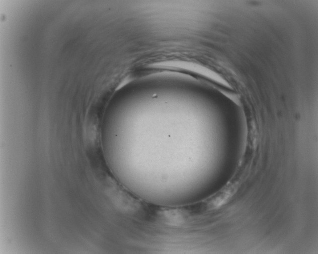 X0000065250417200602242054