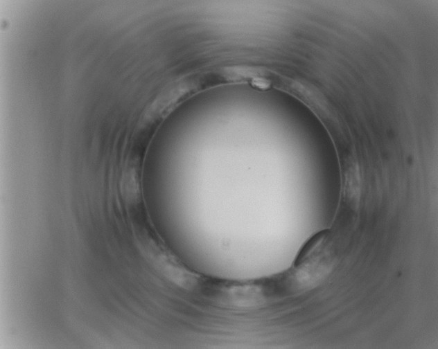 X0000065250426200602242054