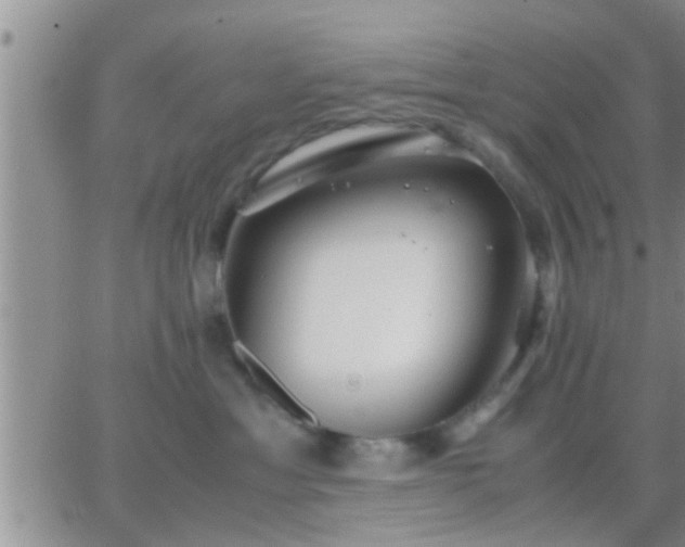 X0000065250429200602242054