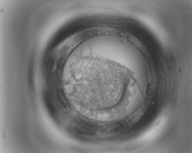 X0000065250431200602242054