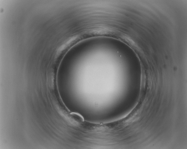 X0000065250446200602242054