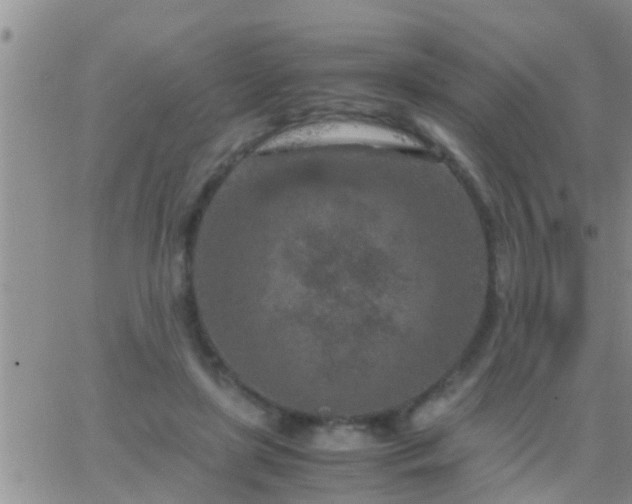 X0000065250451200602242054