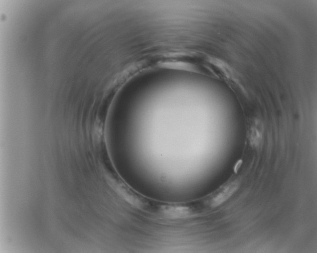 X0000065250476200602242054