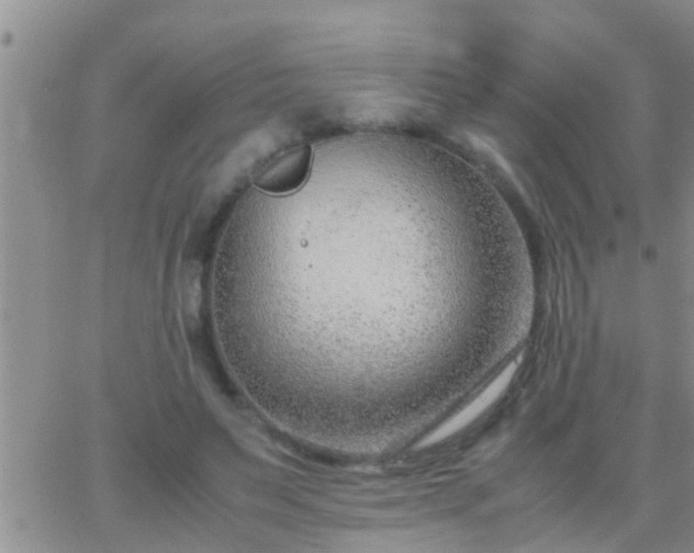 X0000065250495200602242053