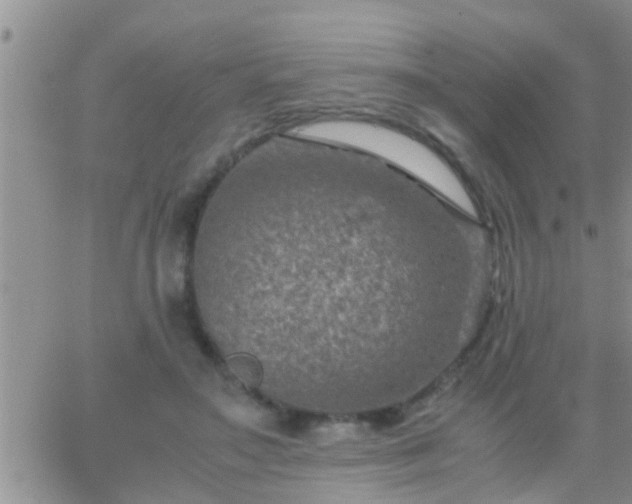 X0000065250499200602242053