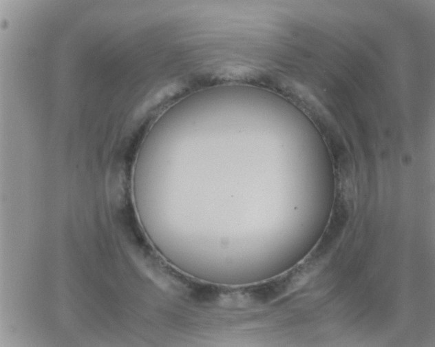 X0000065250591200602242052