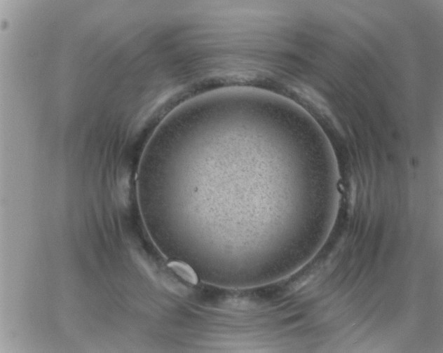 X0000065250596200602242051