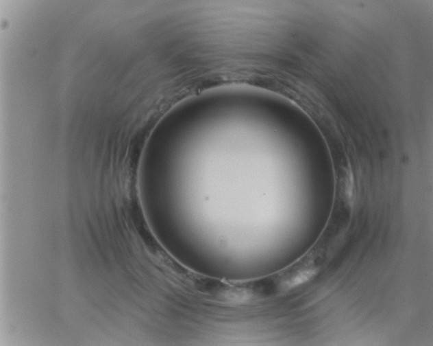 X0000065250604200602242051