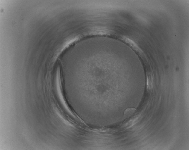 X0000065250627200602242050