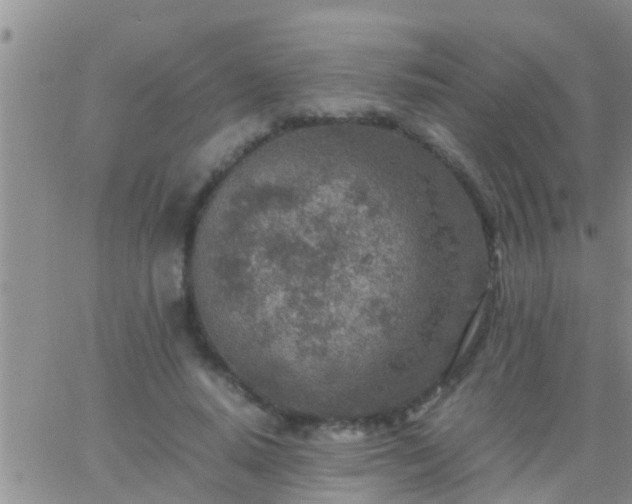 X0000065250640200602242050