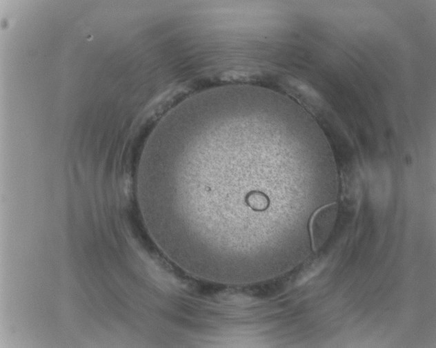 X0000065250648200602242051