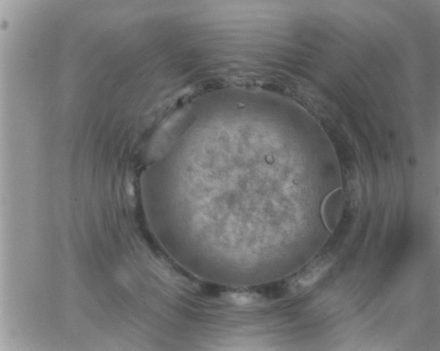 X0000065250654200602242051