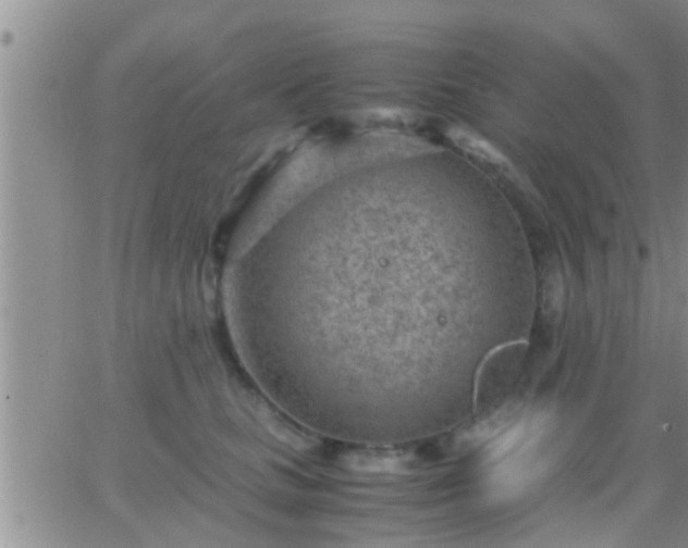 X0000065250661200602242051