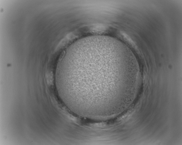 X0000065250689200602242050