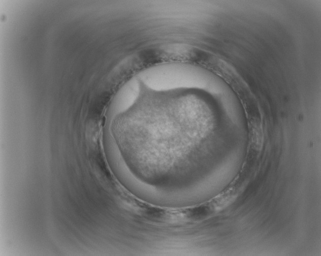 X0000065250701200602242050