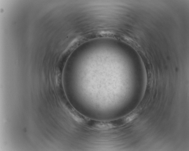 X0000065250712200602242050