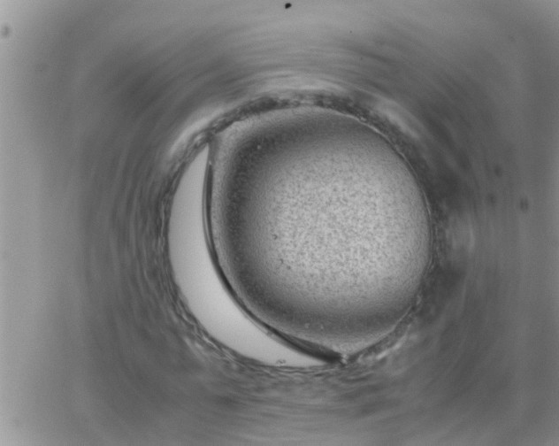 X0000065250775200602242049