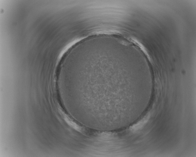 X0000065250779200602242049