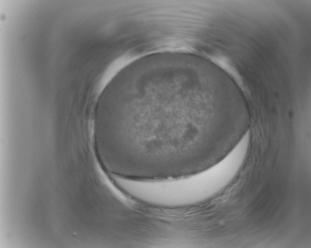 X0000065251383200602242039