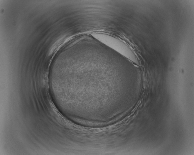 X0000065250002200603031815