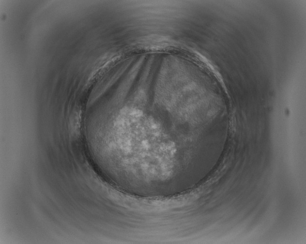 X0000065250018200603031815