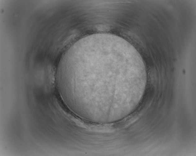 X0000065250032200603031815