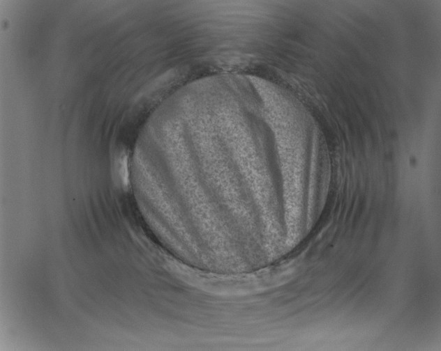 X0000065250042200603031814