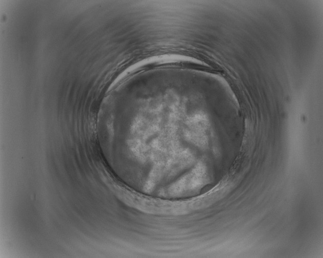 X0000065250048200603031814