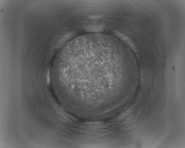 X0000065250069200603031814