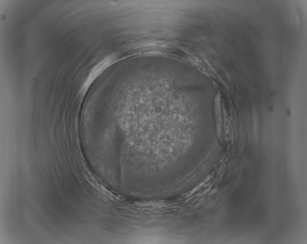 X0000065250099200603031813