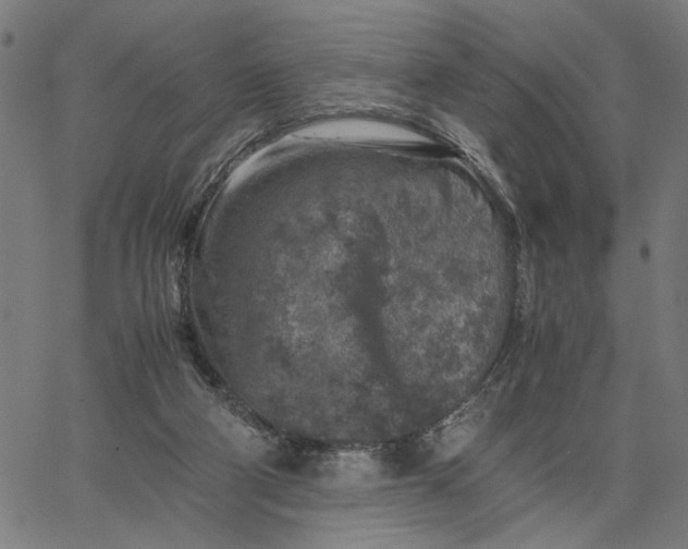 X0000065250114200603031813