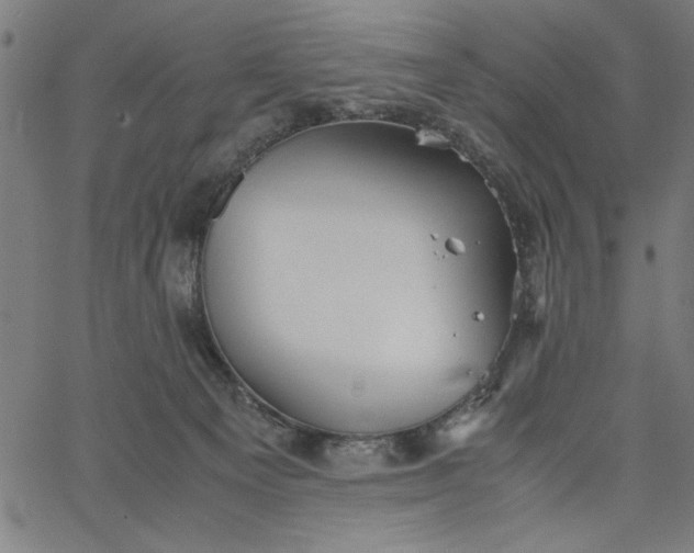 X0000065250129200603031813